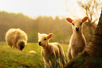 Bauernhofurlaub im Bayerischen Wald